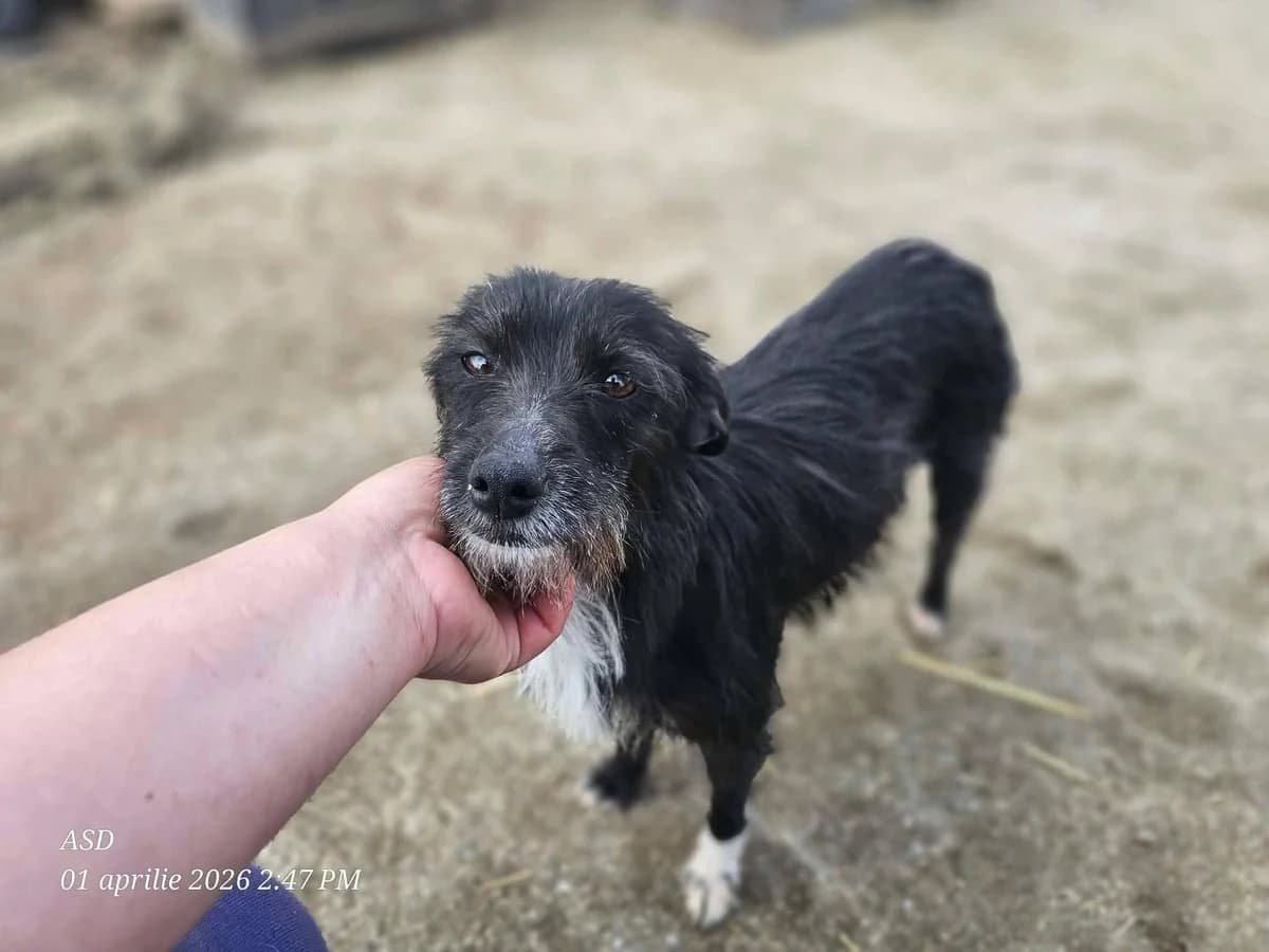 Béline, female puppy Mixed Breed for adoption at Association Célestia, penil