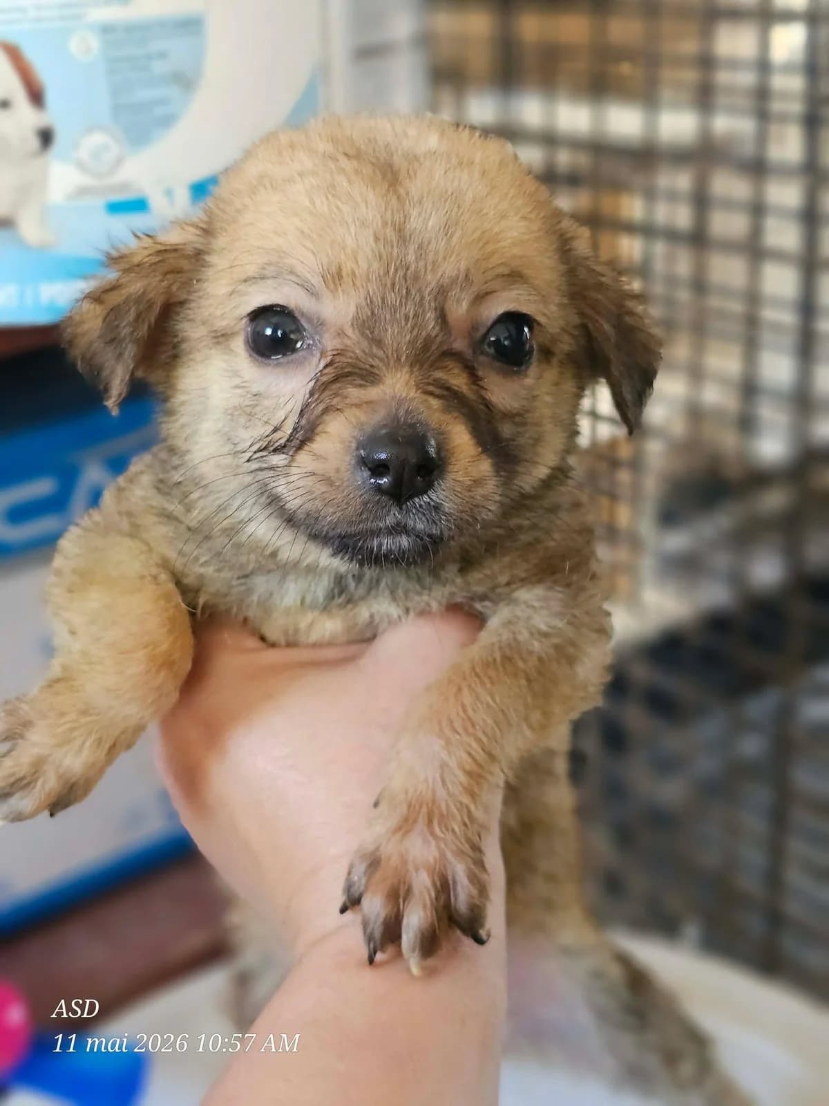 Betty Boop, female Mixed Breed for adoption at Association Célestia, penil
