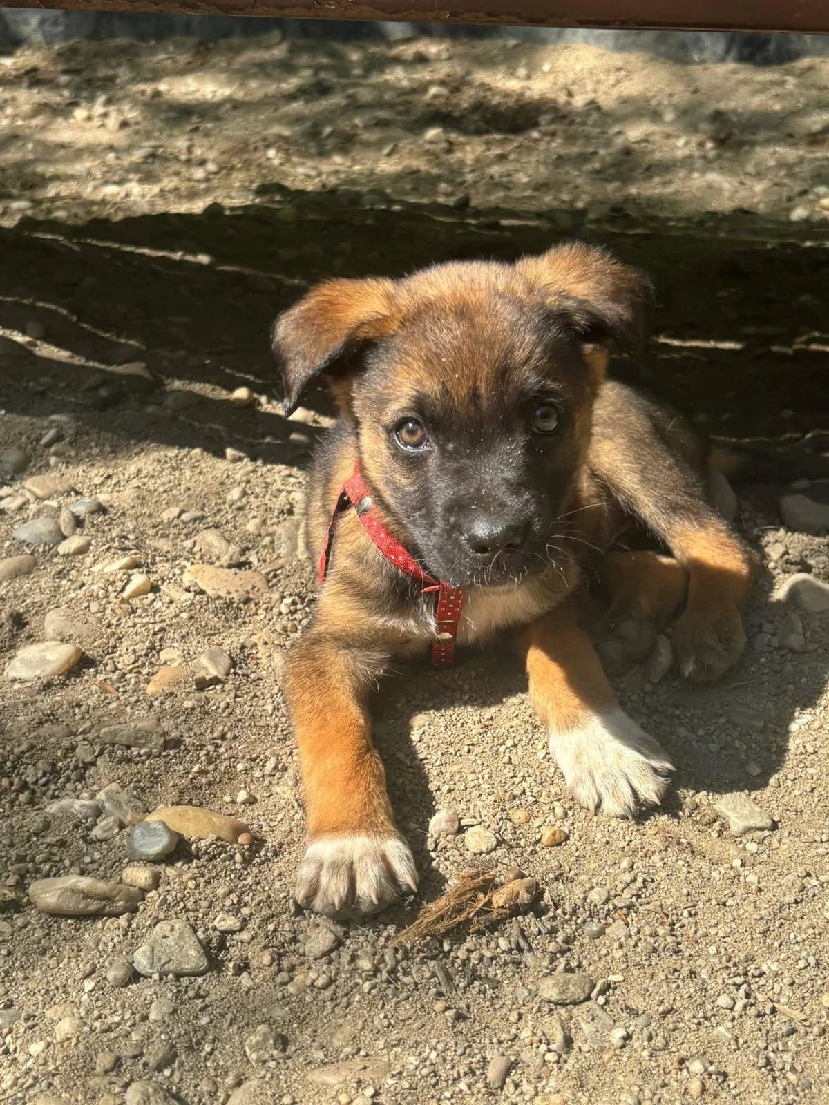 Bob, male puppy Mixed Breed for adoption at Association Célestia, penil