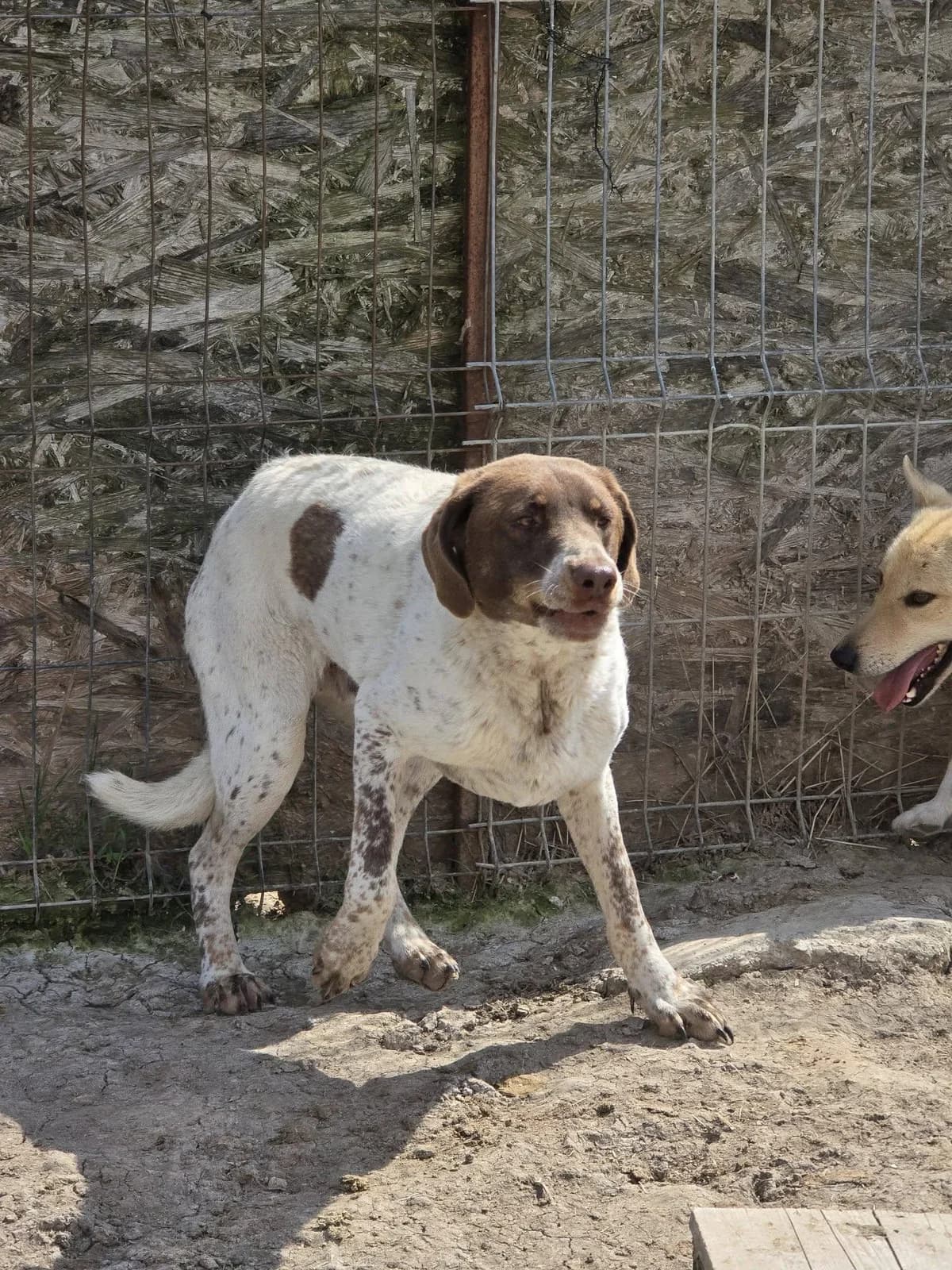 Buster, male Mixed Breed for adoption at Association Célestia, penil