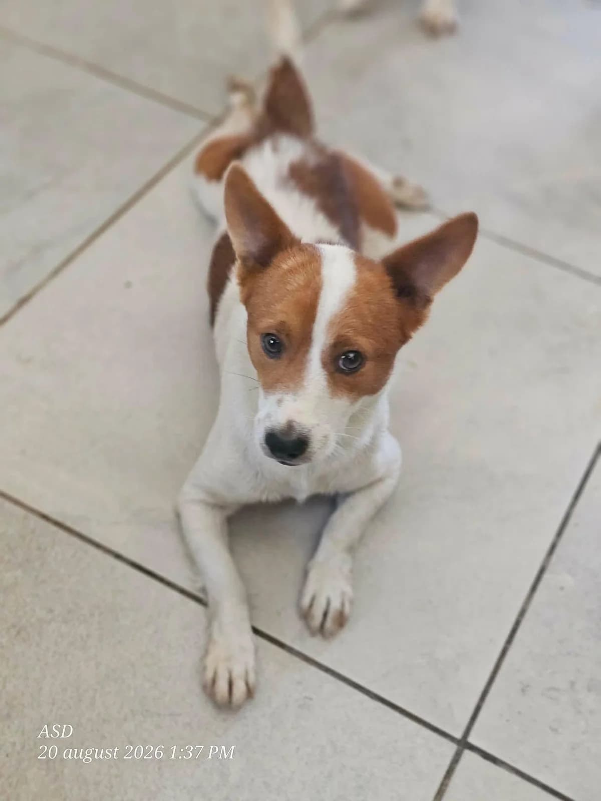 Butuc, male Mixed Breed for adoption at Association Célestia, penil