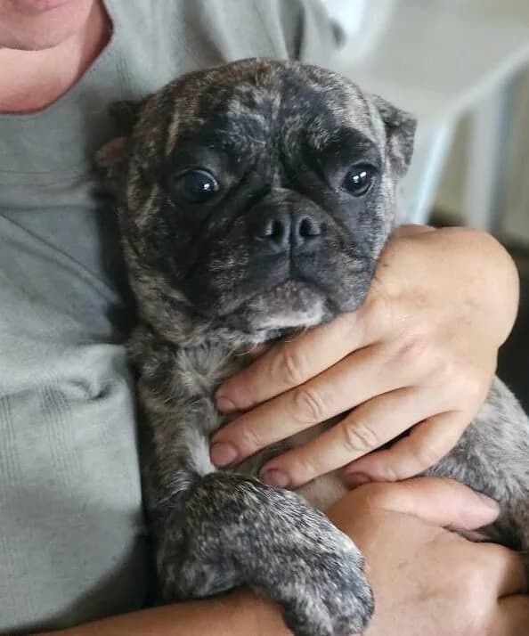 Chouquette, female Mixed Breed for adoption at Association Célestia, penil