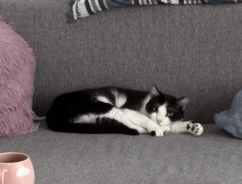 Ciboulette, male Mixed Breed for adoption at Association Célestia, penil