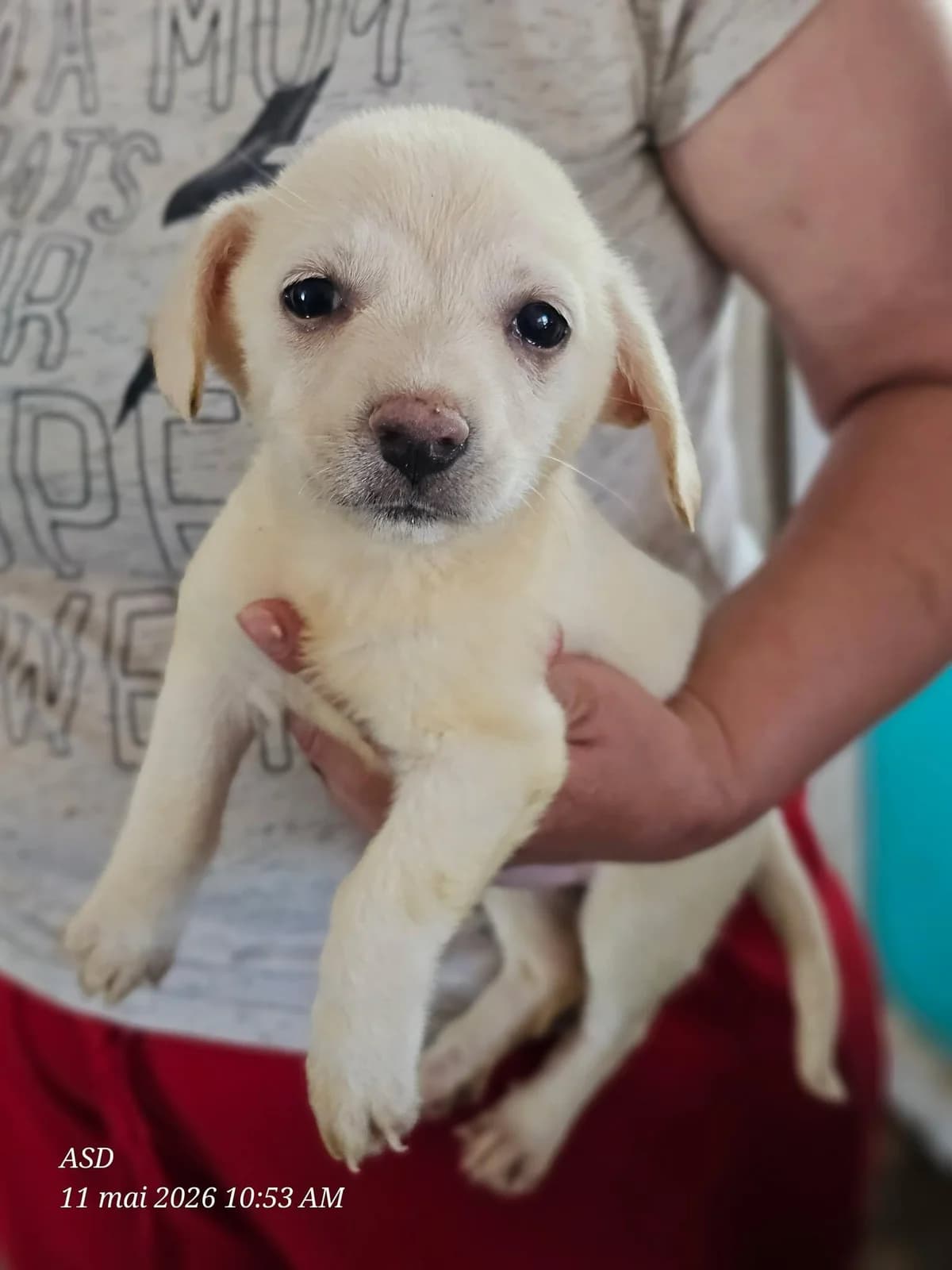 Dune, Mixed Breed (Association Célestia)