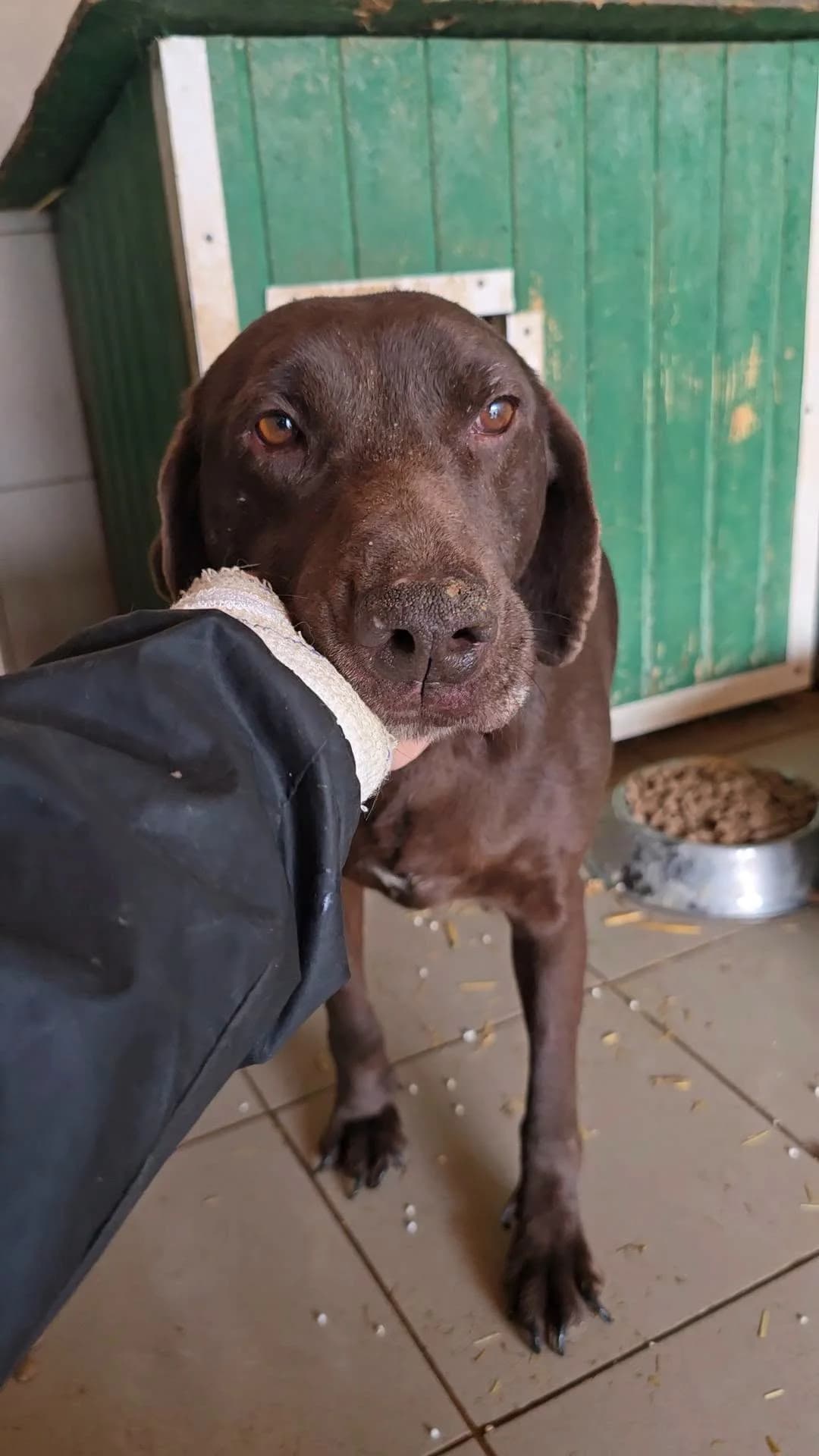 Ébène, female Mixed Breed for adoption at Association Célestia, penil