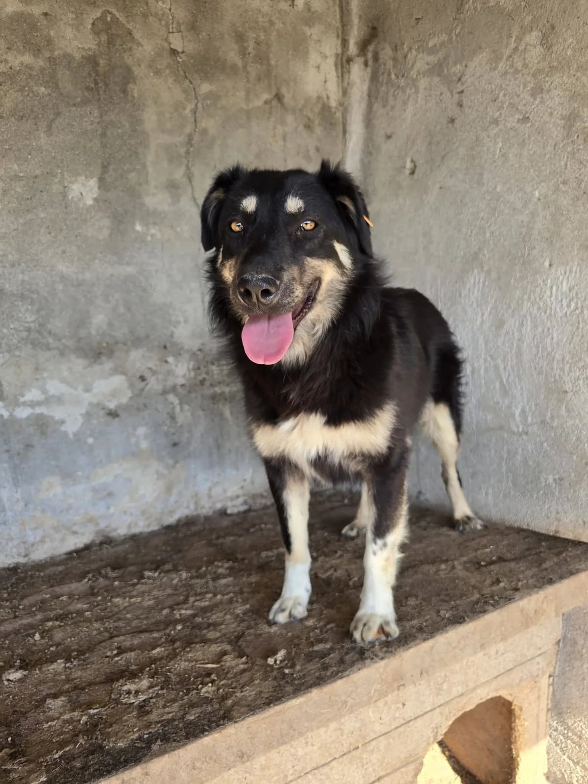 Eclipse, female Mixed Breed for adoption at Association Célestia, penil