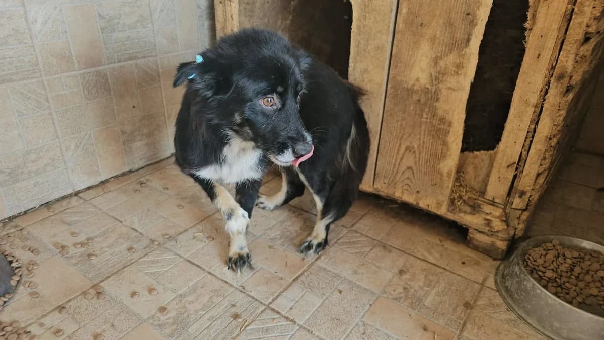 Elisa, female Mixed Breed for adoption at Association Célestia, penil