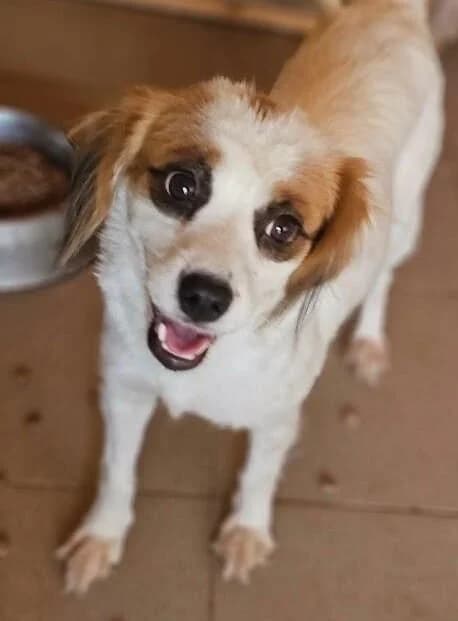 Emma, female Mixed Breed for adoption at Association Célestia, penil