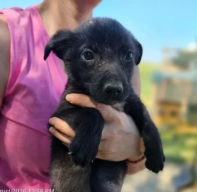 Farel, male puppy Mixed Breed for adoption at Association Célestia, penil