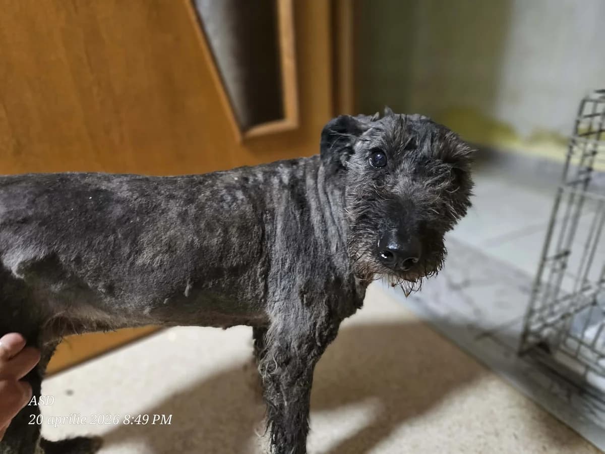 Frida, female Mixed Breed for adoption at Association Célestia, penil