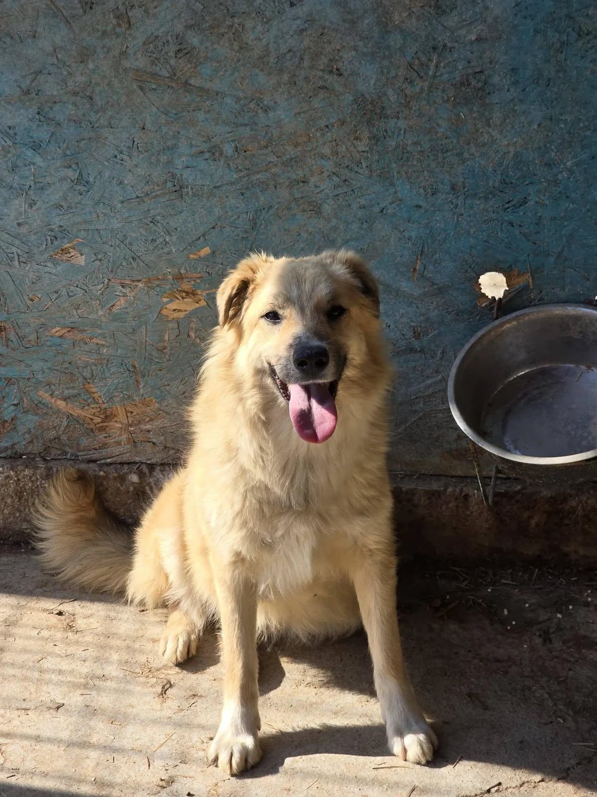 Goldie, female Mixed Breed for adoption at Association Célestia, penil