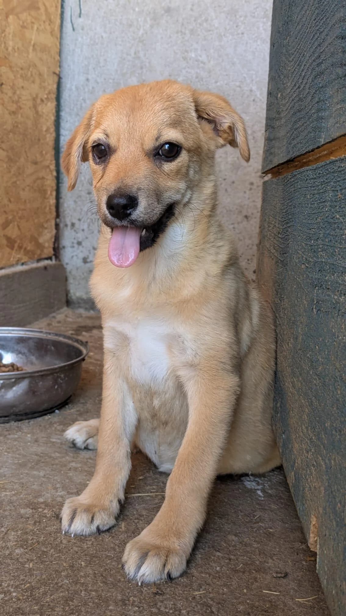 Griotte, female Mixed Breed for adoption at Association Célestia, penil