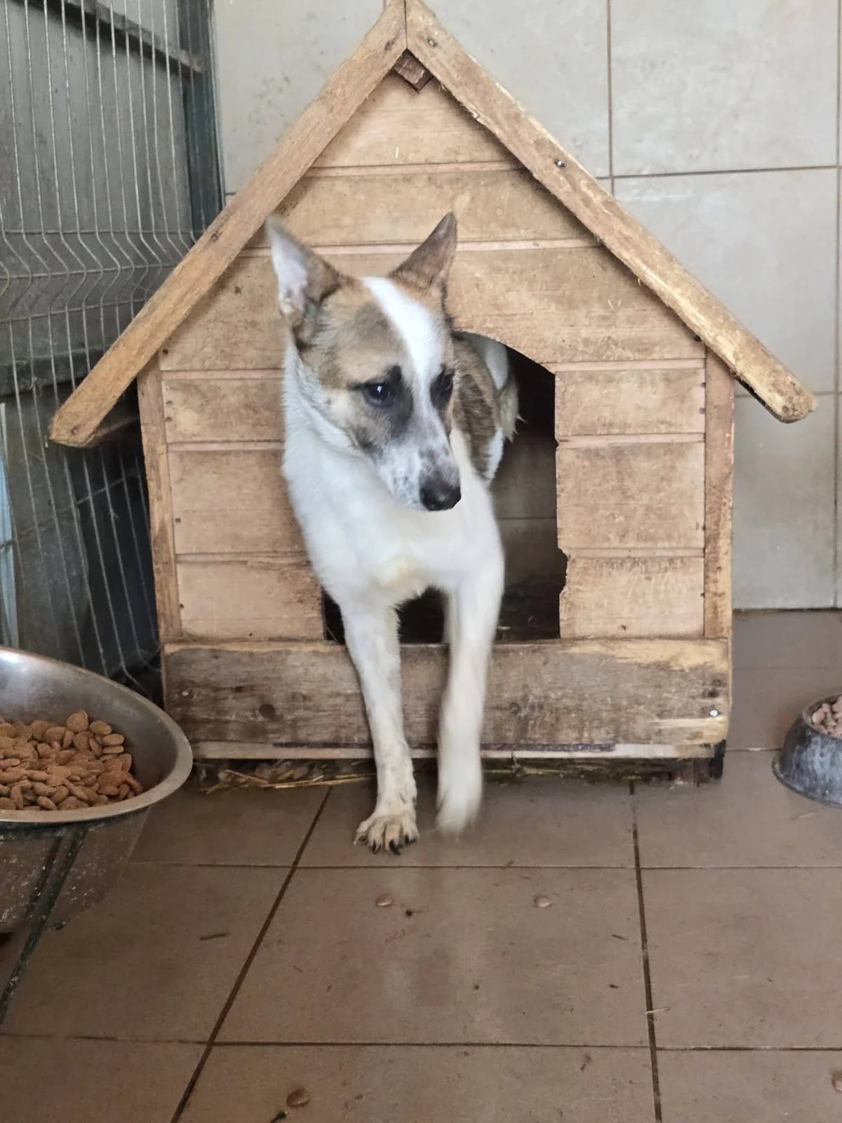Ilio, male Mixed Breed for adoption at Association Célestia, penil