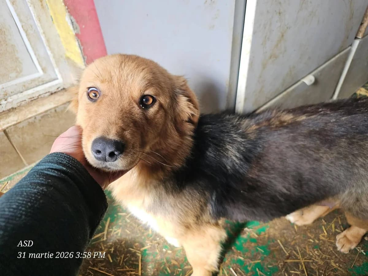 Iowa, female Mixed Breed for adoption at Association Célestia, penil
