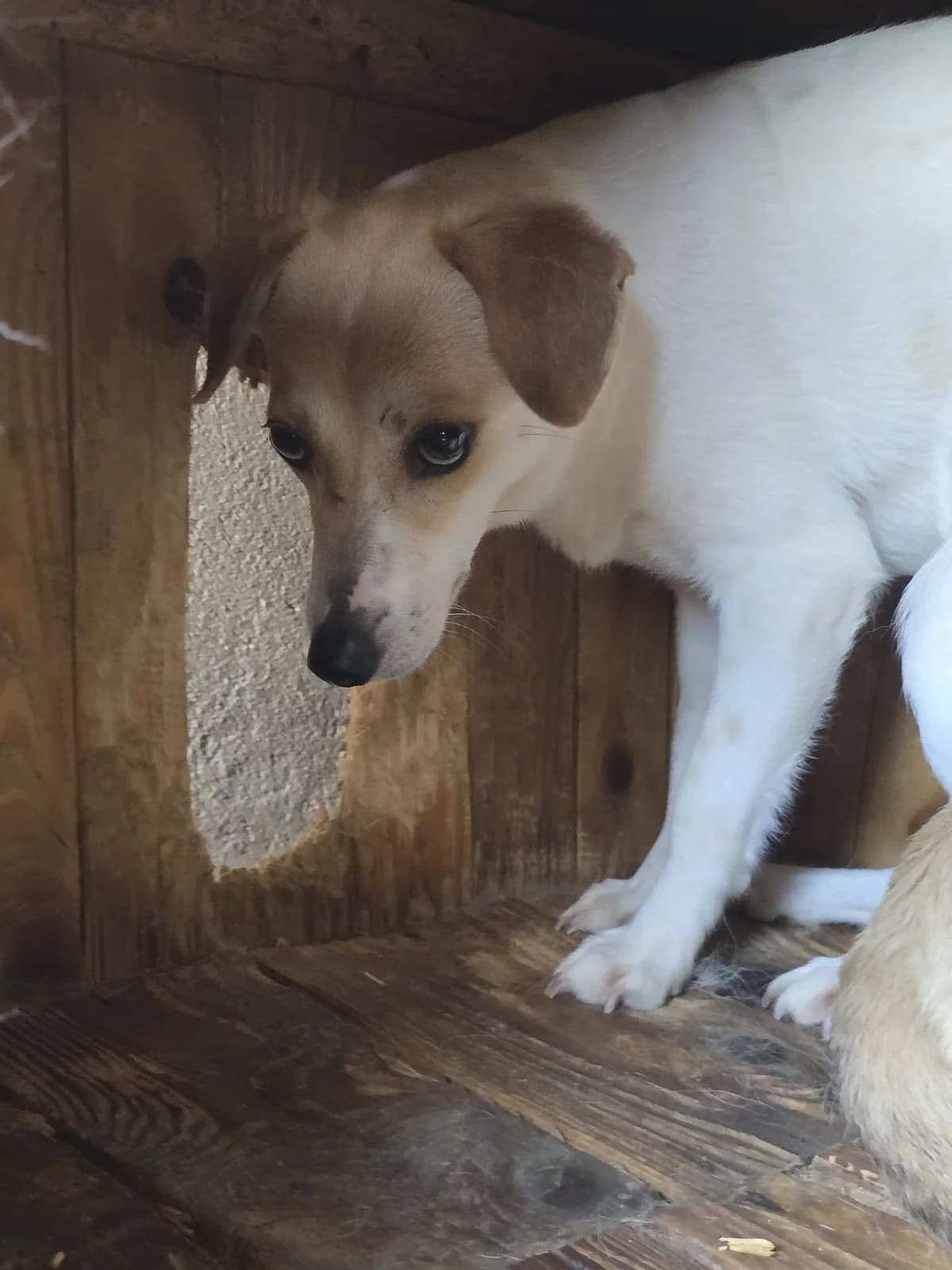 Izia, female Mixed Breed for adoption at Association Célestia, penil
