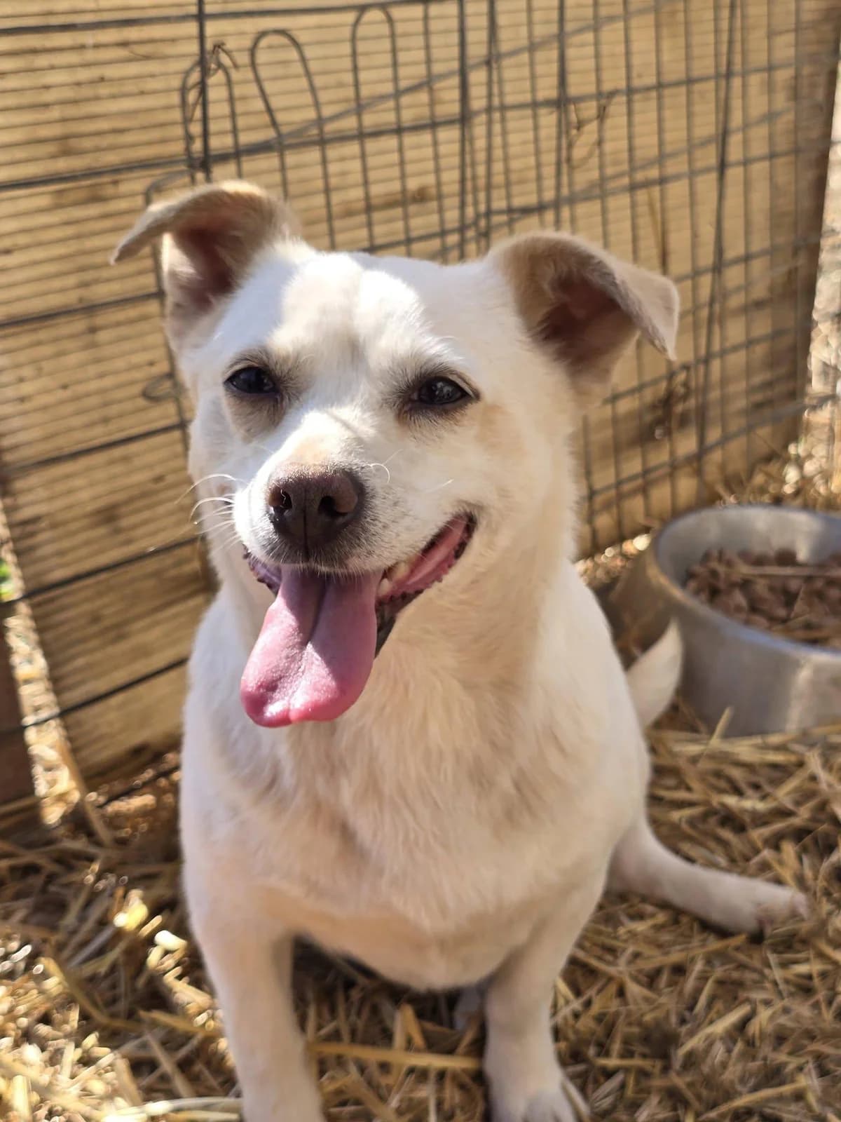 Jaina, female Mixed Breed for adoption at Association Célestia, penil