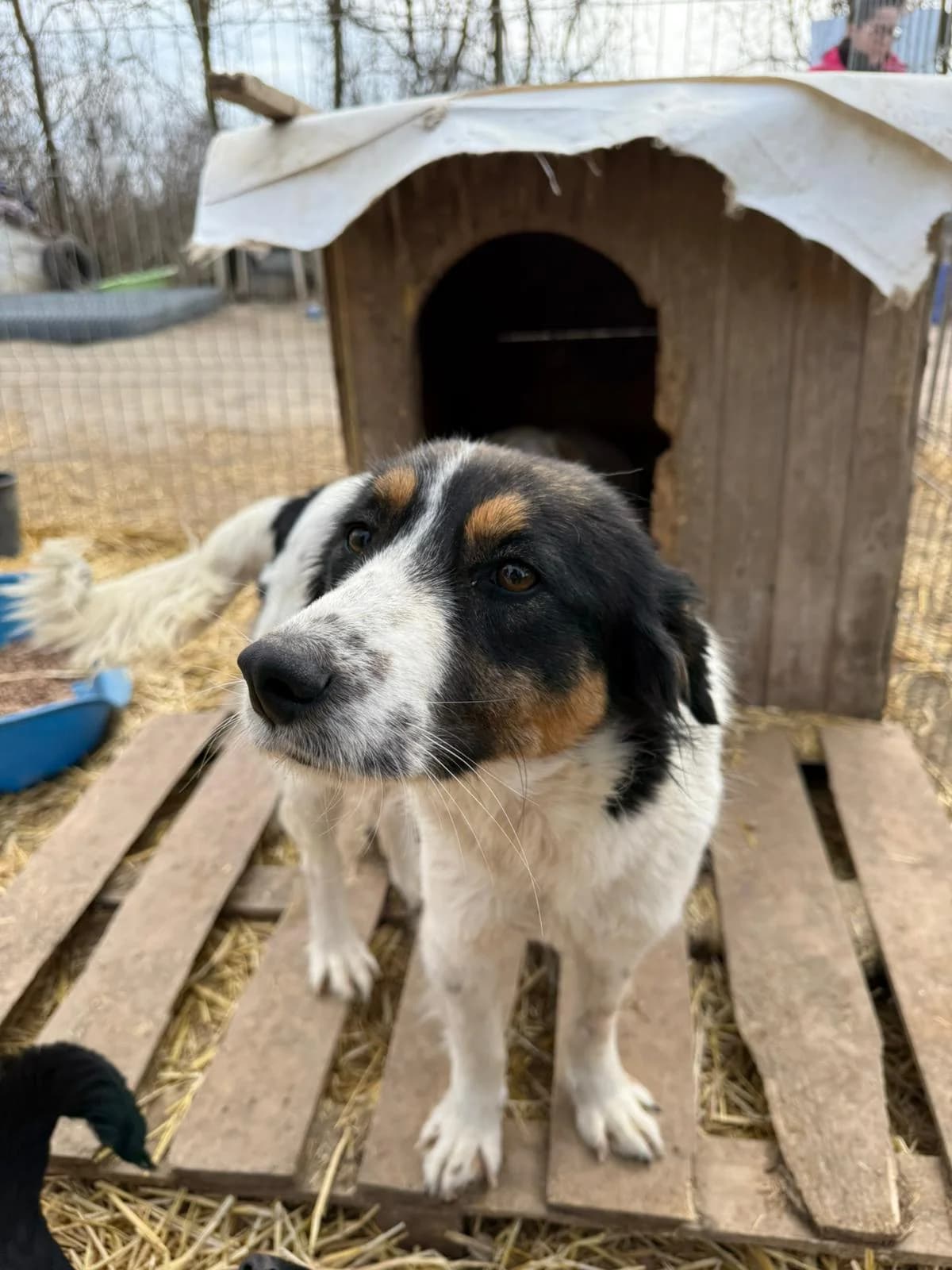 Jazz, female Mixed Breed for adoption at Association Célestia, penil