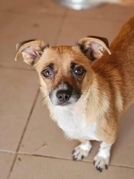 Kaya, female puppy Mixed Breed for adoption at Association Célestia, penil