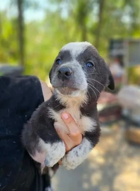 Kinou, male puppy Mixed Breed for adoption at Association Célestia, penil