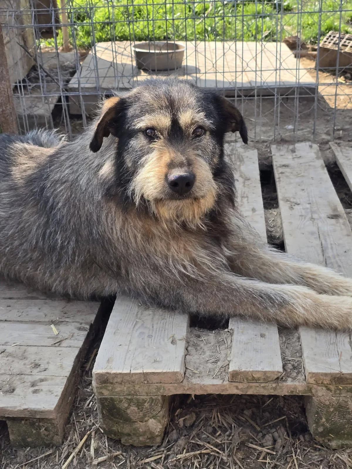 Lancelot, male Mixed Breed for adoption at Association Célestia, penil