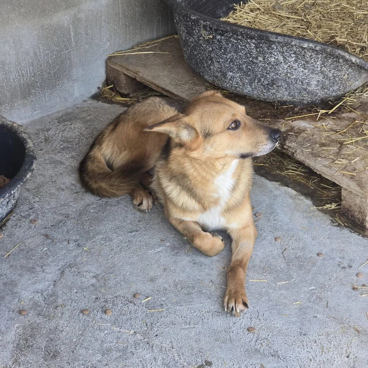 Laurentiu, male Mixed Breed for adoption at Association Célestia, penil