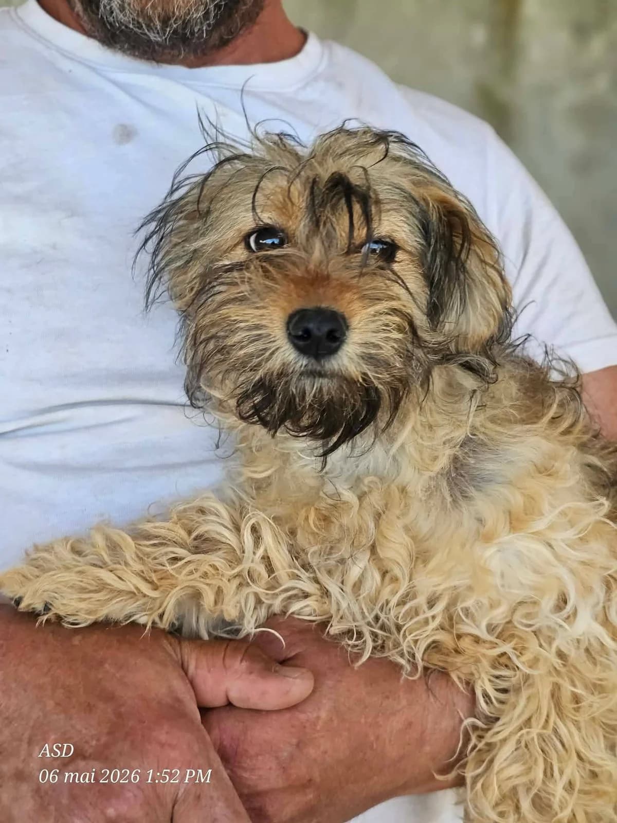 Lilly, Mixed Breed (Association Célestia)