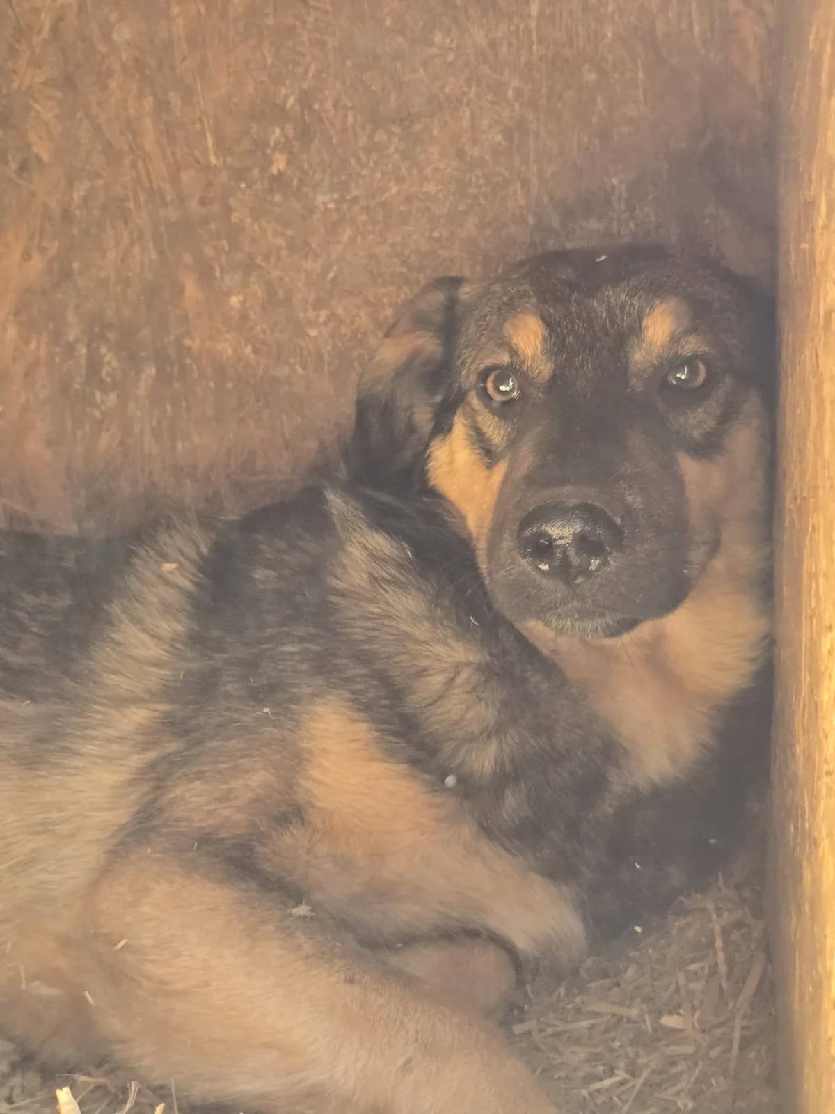 Loon, male Mixed Breed for adoption at Association Célestia, penil