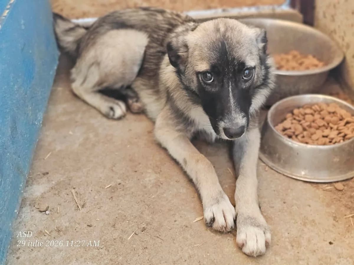 Luvka, female Mixed Breed for adoption at Association Célestia, penil