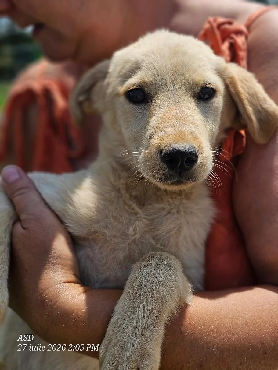 Lyora, female puppy Mixed Breed for adoption at Association Célestia, penil