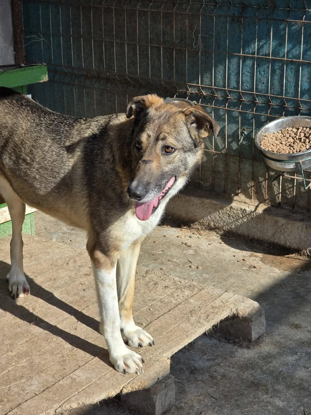 Maggie, female Mixed Breed for adoption at Association Célestia, penil