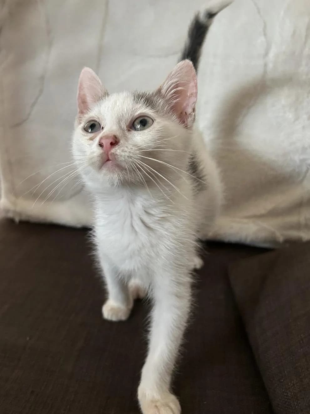 Marley, male Mixed Breed for adoption at Association Célestia, penil