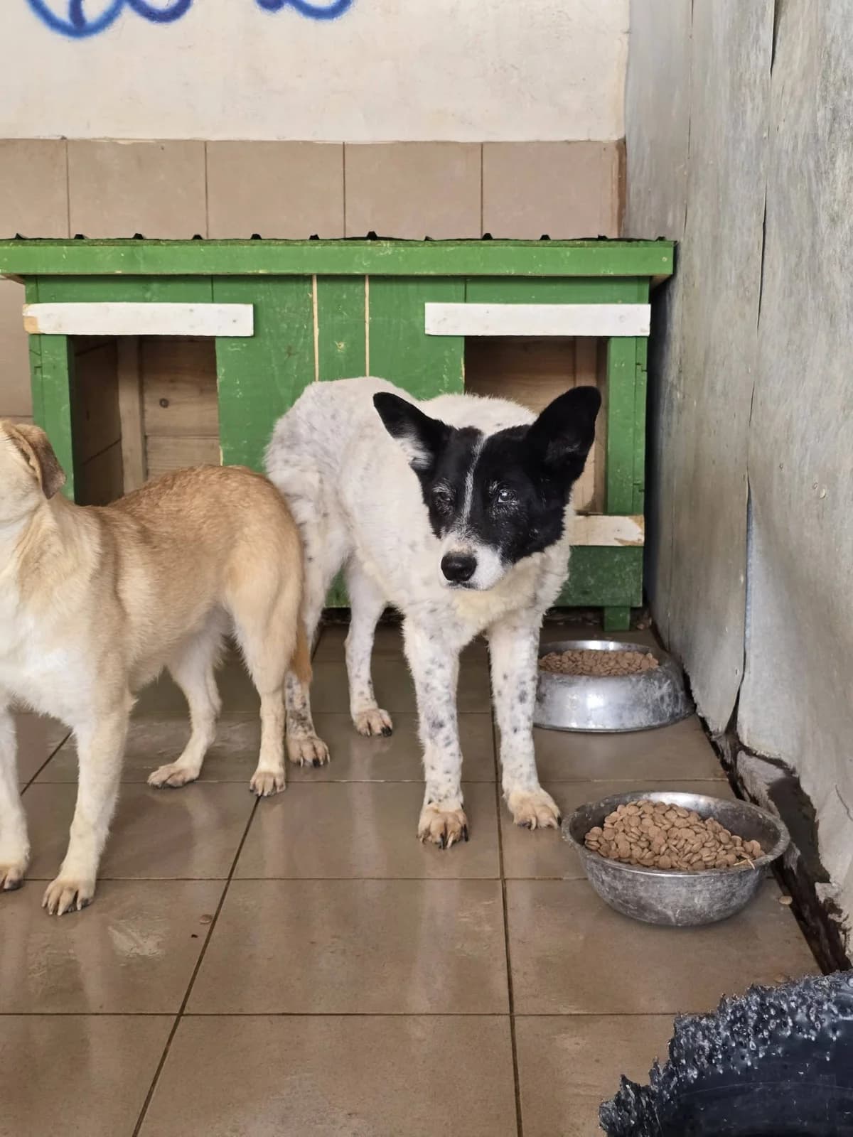 Marta, female Mixed Breed for adoption at Association Célestia, penil