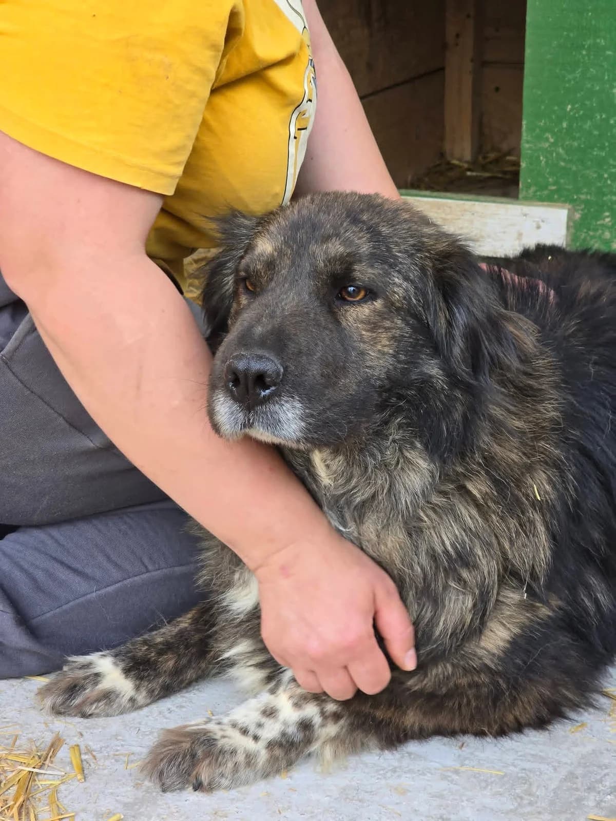 Mellow, female Mixed Breed for adoption at Association Célestia, penil
