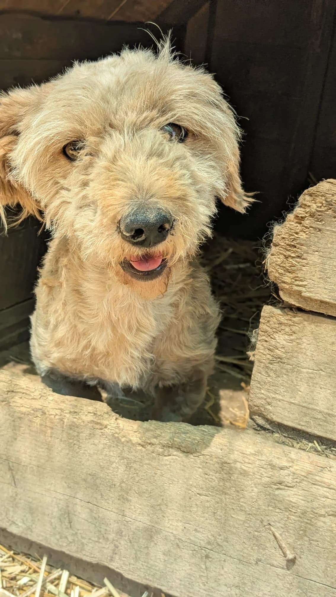 Meringue, female Mixed Breed for adoption at Association Célestia, penil