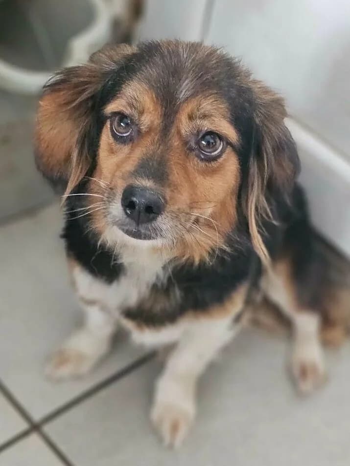 Milady, female Mixed Breed for adoption at Association Célestia, penil