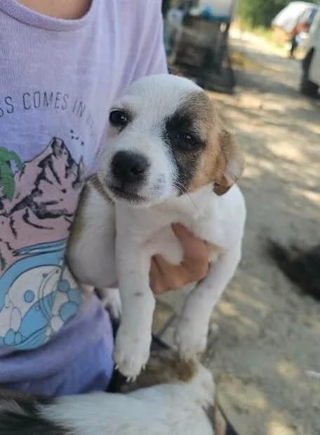 Mirza, female young Mixed Breed for adoption at Association Célestia, penil