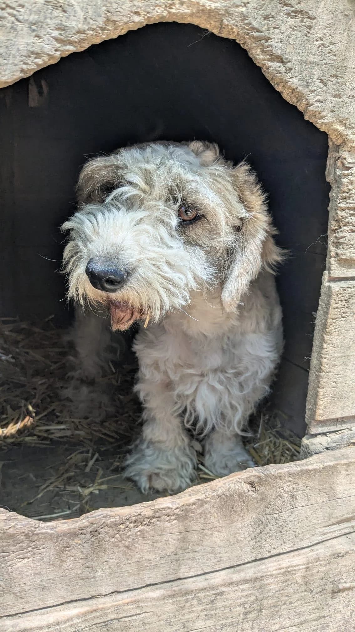 Mochie, female Mixed Breed for adoption at Association Célestia, penil