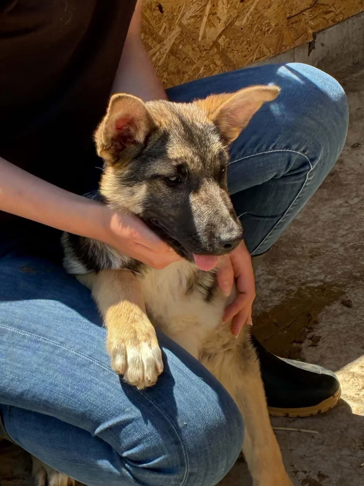 Nefertiti, female Mixed Breed for adoption at Association Célestia, penil