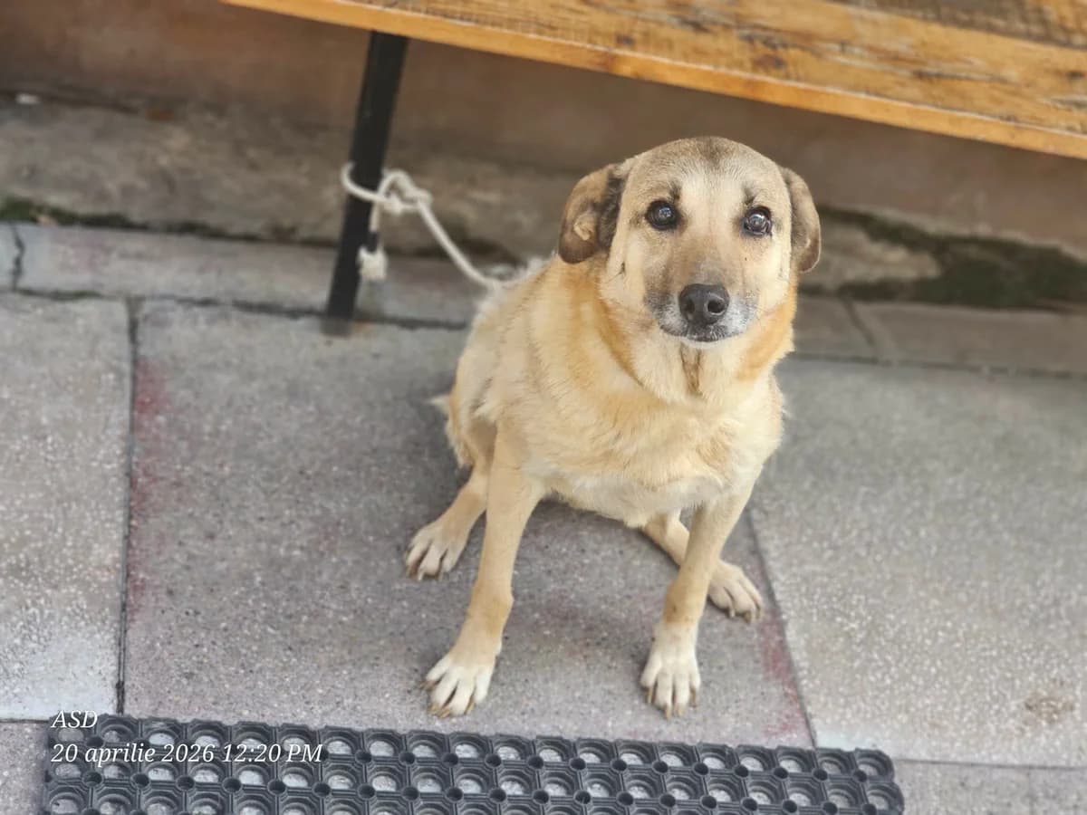 Nina, female Mixed Breed for adoption at Association Célestia, penil