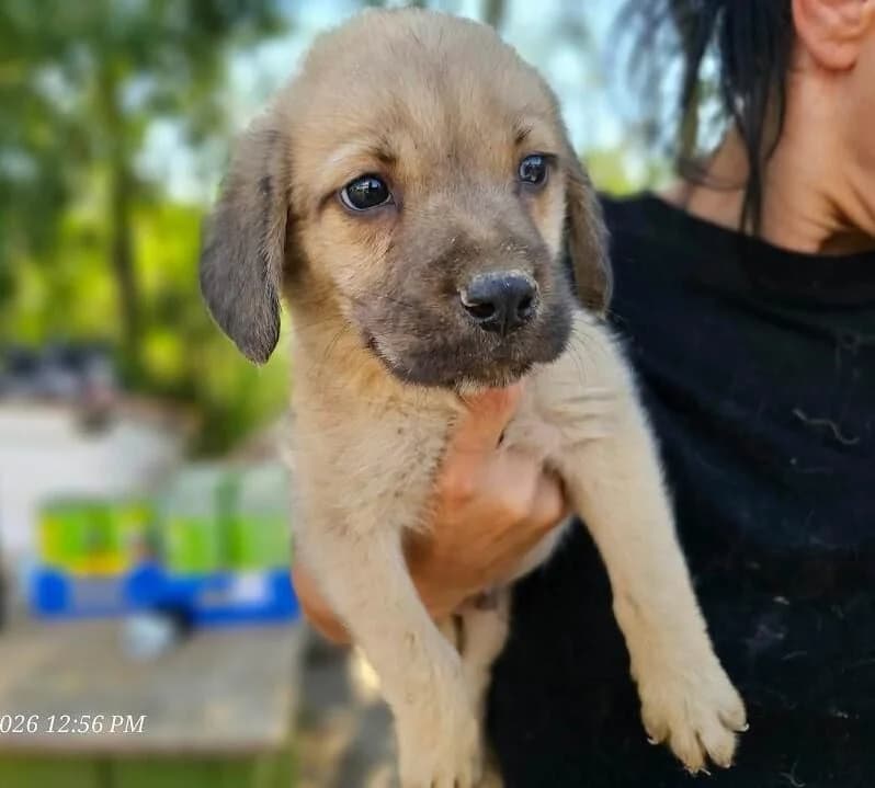Nouka, male puppy Mixed Breed for adoption at Association Célestia, penil