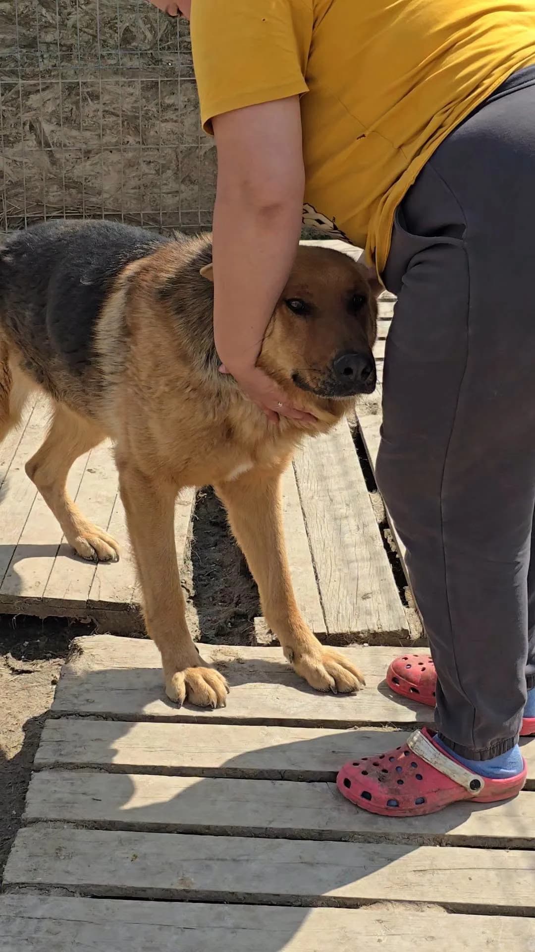 Oliver, male Mixed Breed for adoption at Association Célestia, penil