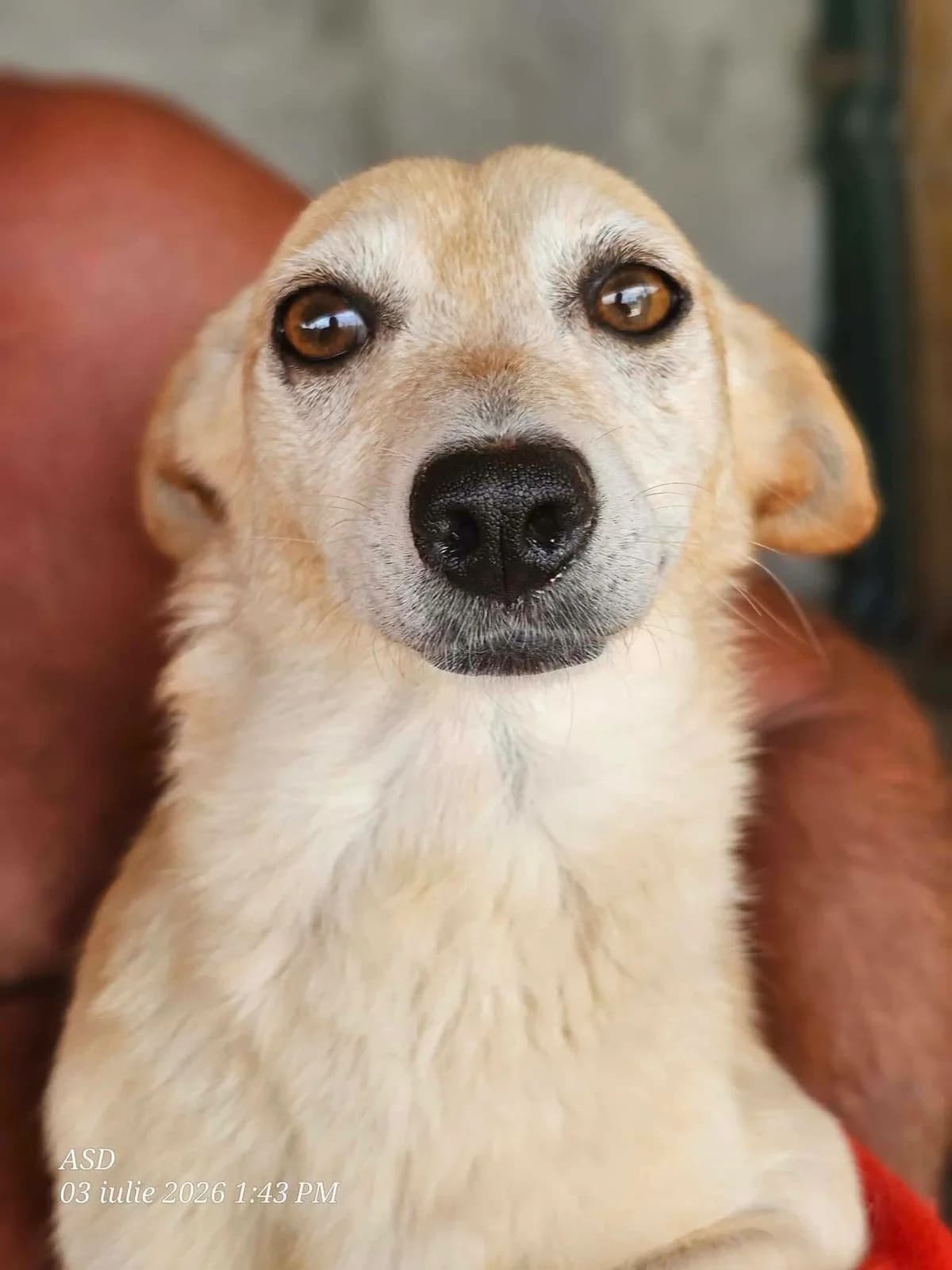 Ondine, female Mixed Breed for adoption at Association Célestia, penil