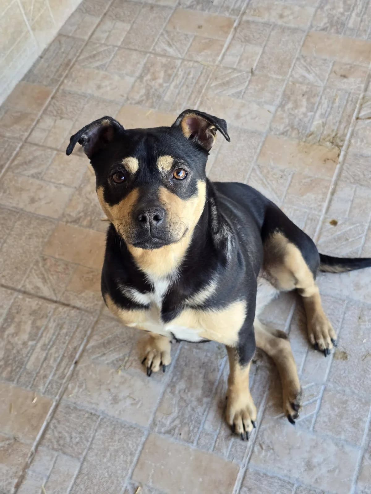 Oona, female Mixed Breed for adoption at Association Célestia, penil