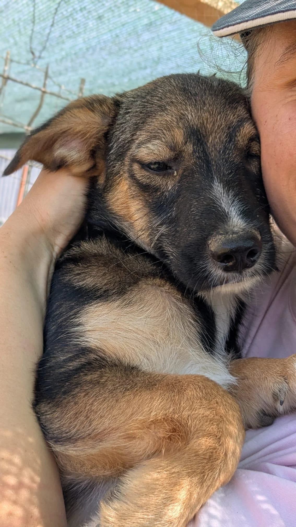 Patch, male Mixed Breed for adoption at Association Célestia, penil