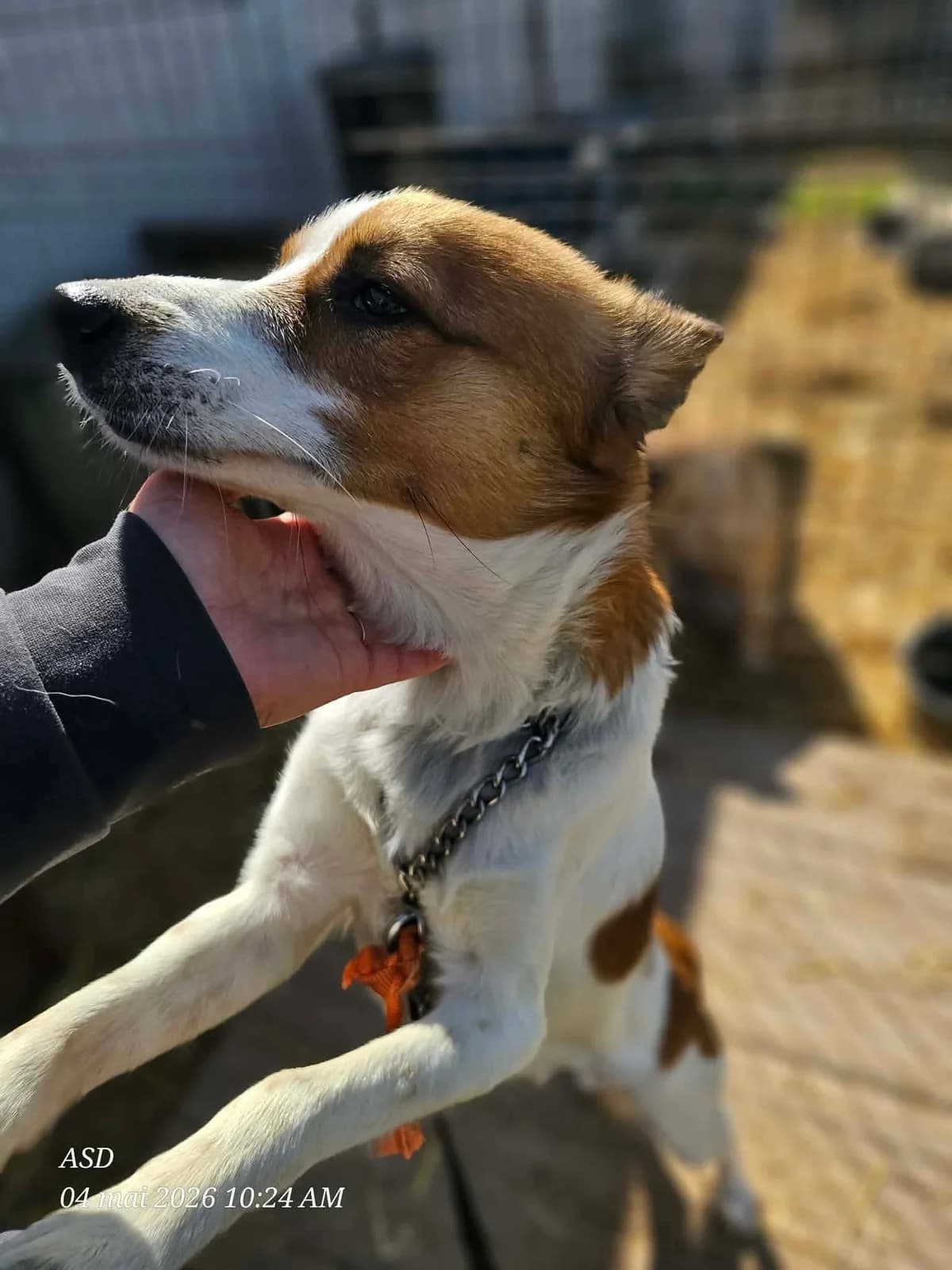 Pepsi, male Mixed Breed for adoption at Association Célestia, penil