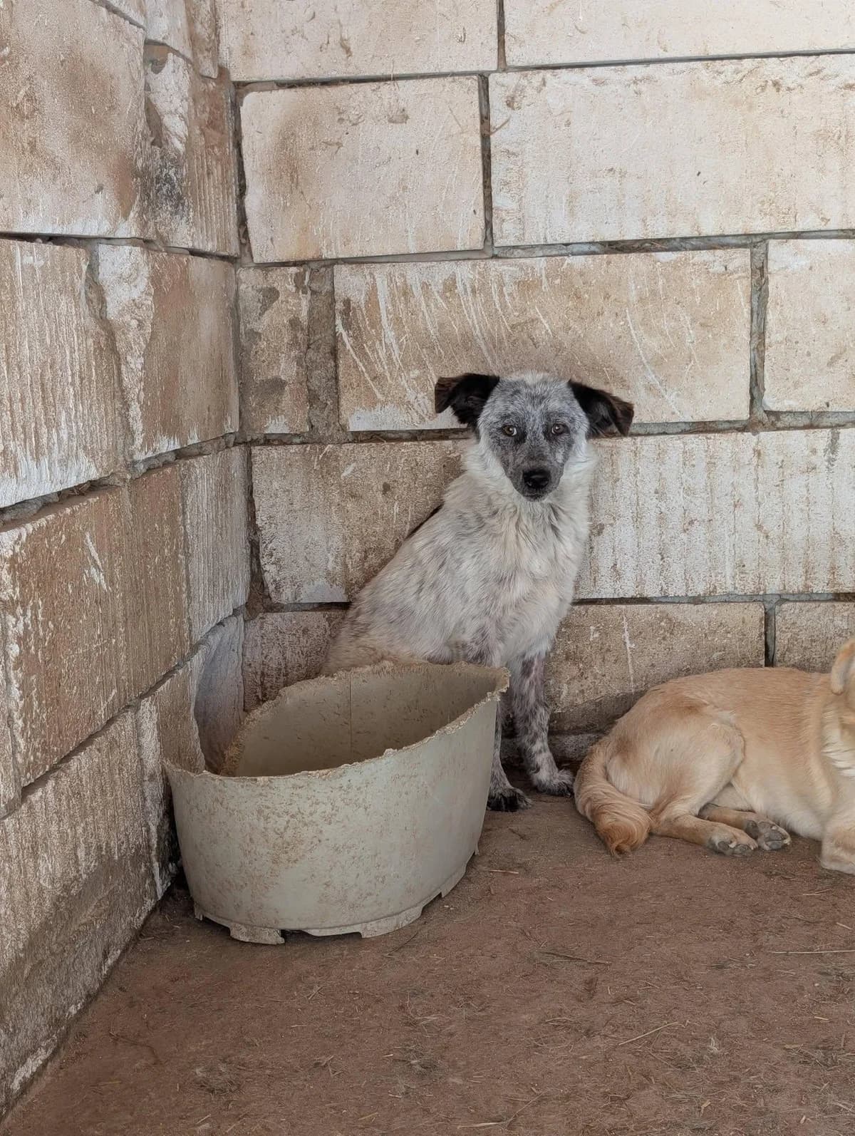 Pinola, female Mixed Breed for adoption at Association Célestia, penil