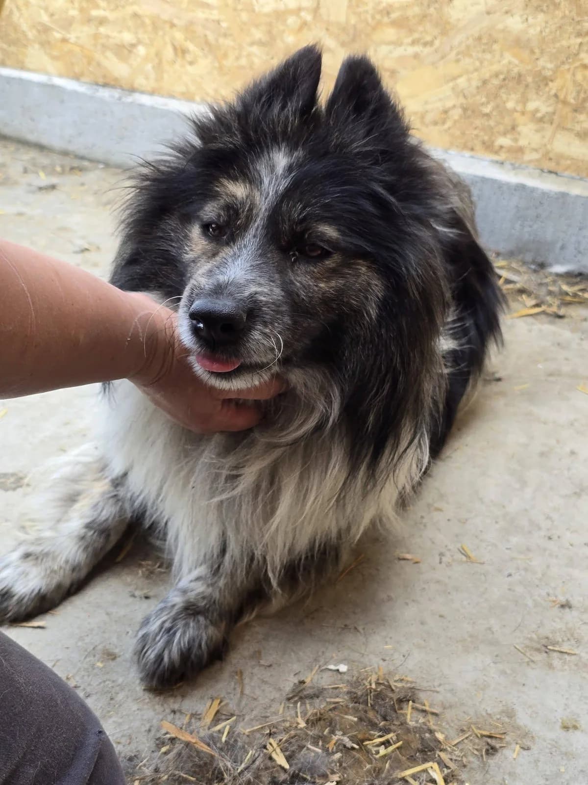 Pomy, male Mixed Breed for adoption at Association Célestia, penil