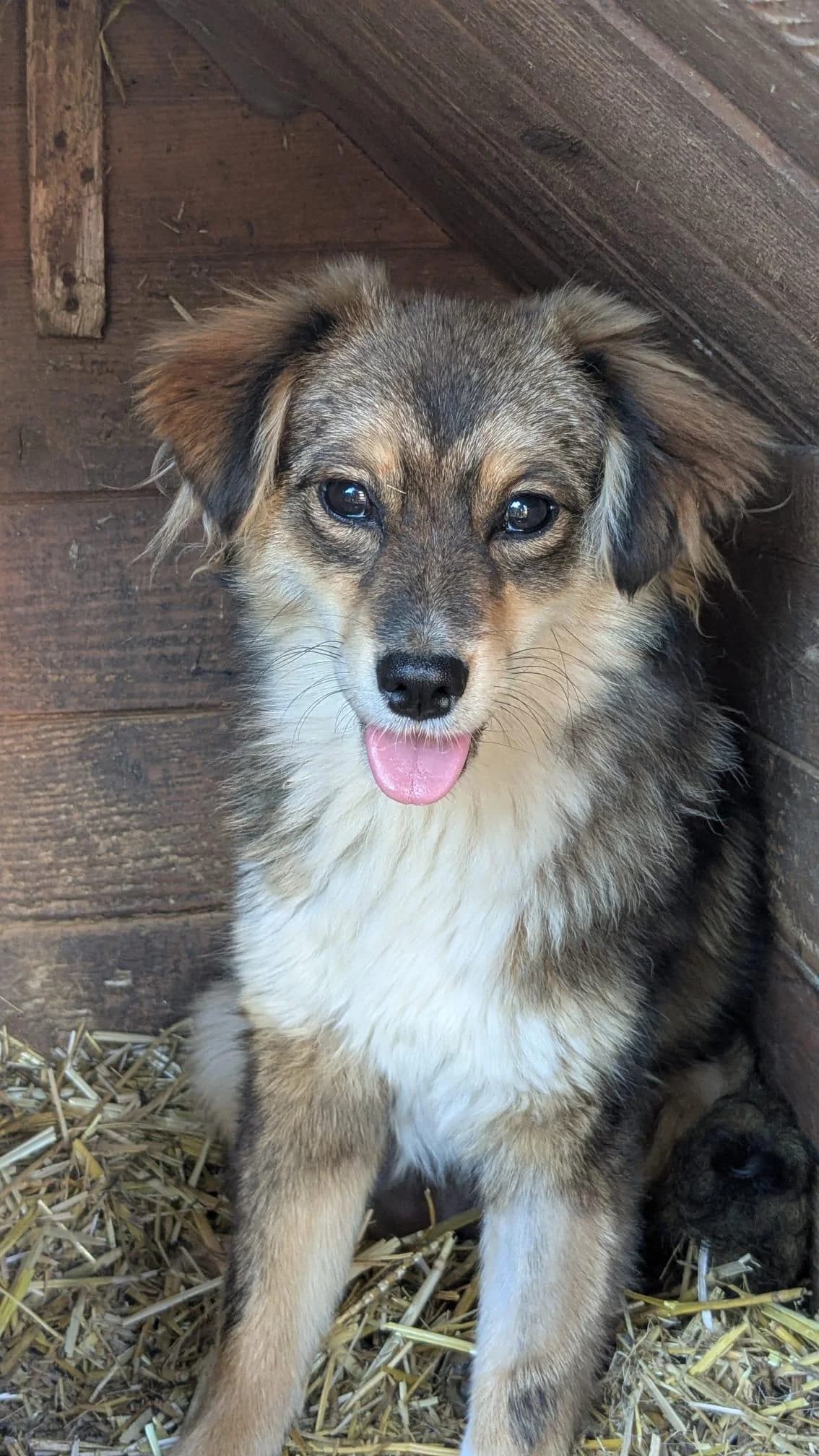 Pop, female puppy Mixed Breed for adoption at Association Célestia, penil