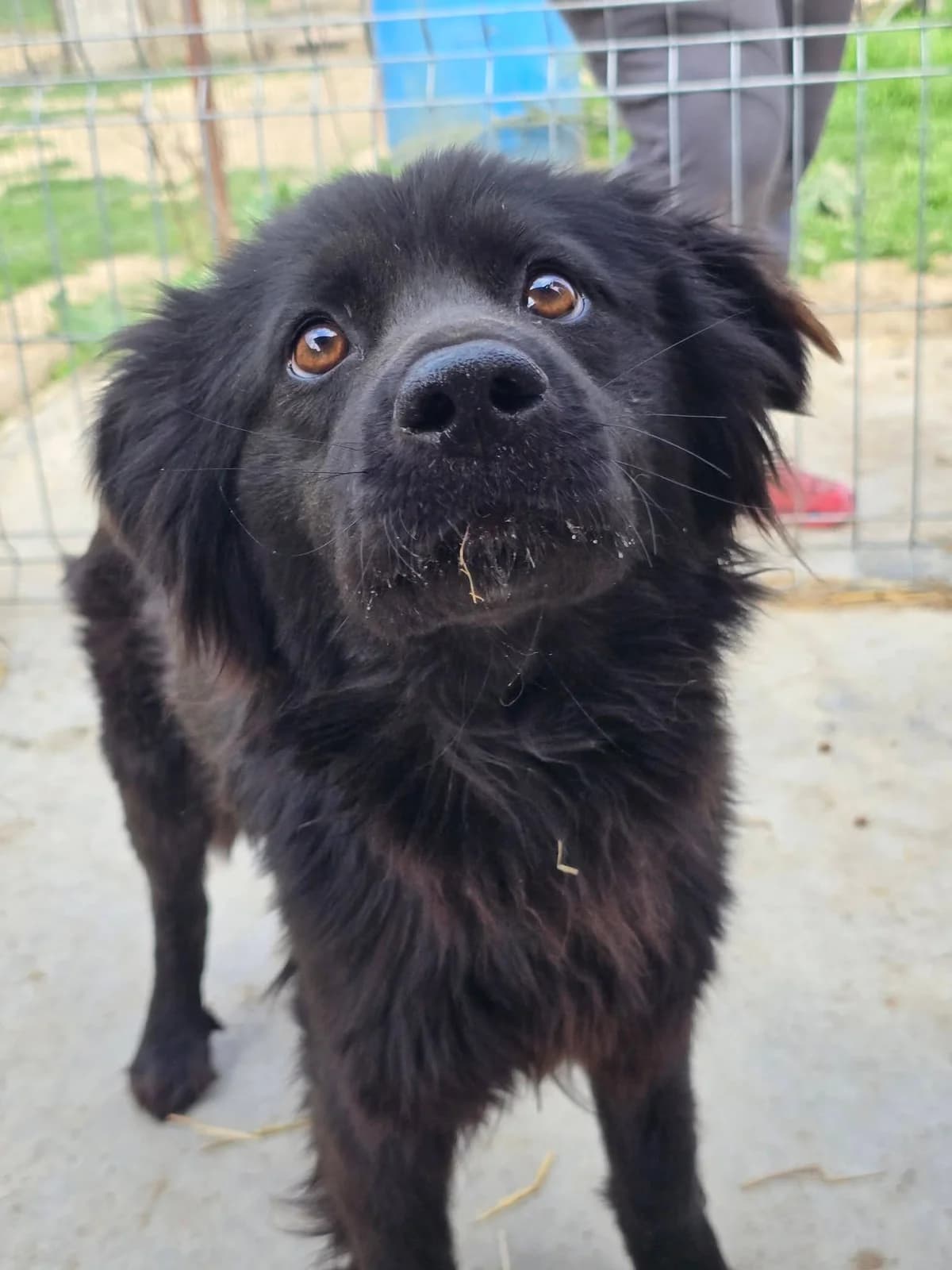 Princesse, female Mixed Breed for adoption at Association Célestia, penil