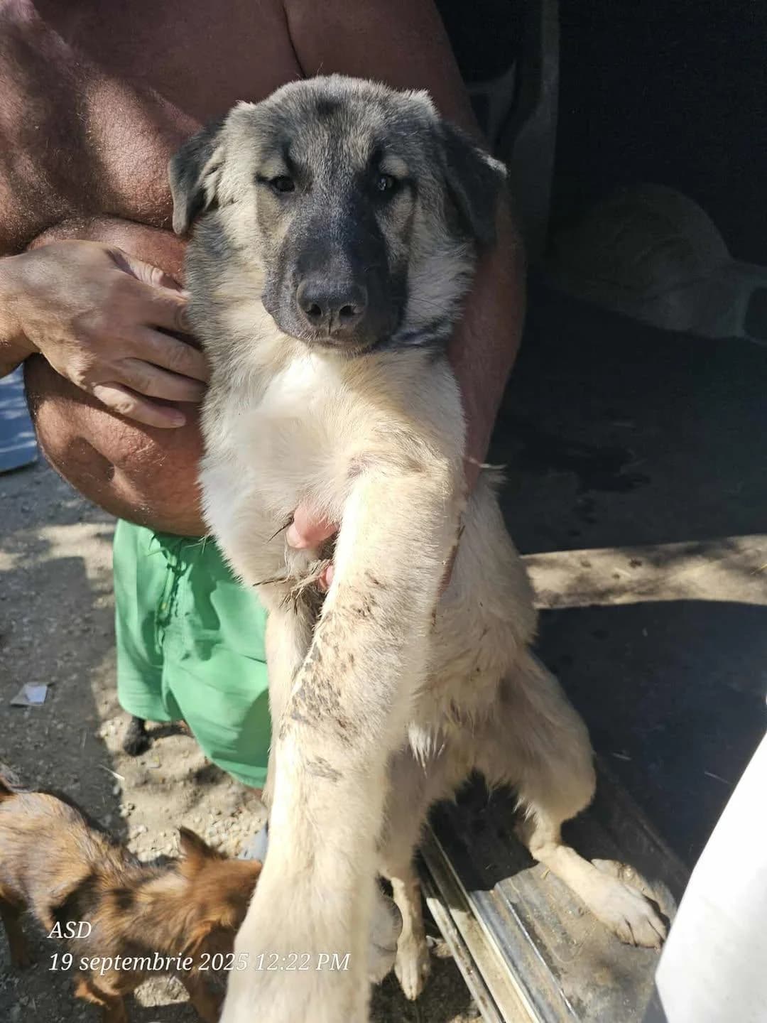 Puiu, male young Mixed Breed for adoption at Association Célestia, penil
